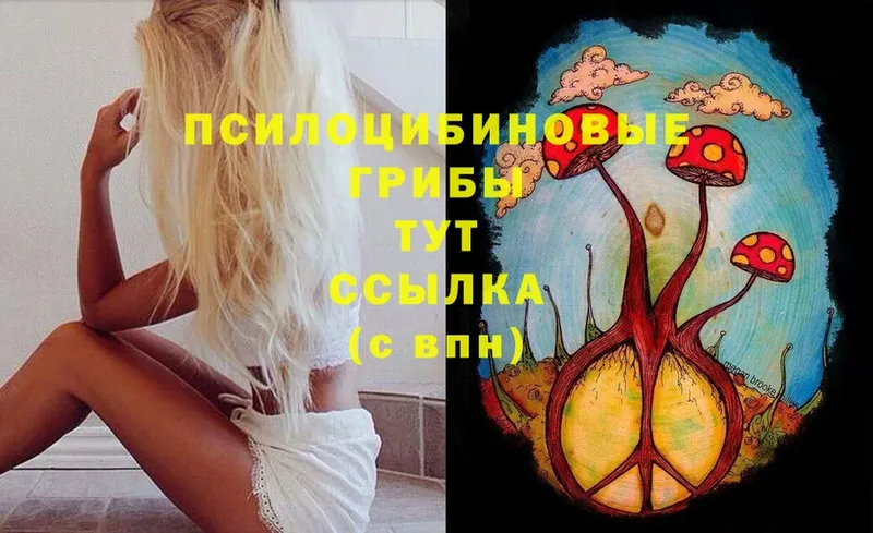 купить  цена  Ессентуки  Псилоцибиновые грибы Psilocybe 